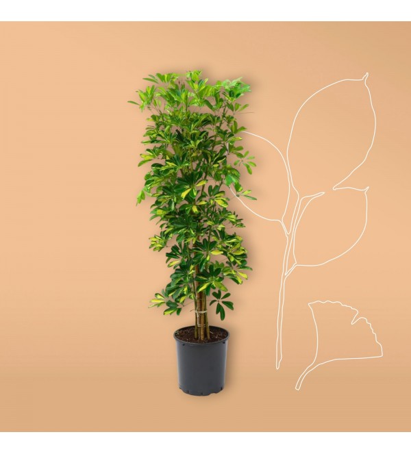 Schefflera (Şeflera) Bitkisi